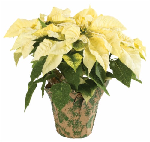 White Poinsettia Perspective: front
