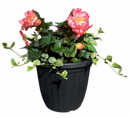 Fresh Live Begonia in 12 inch Planter Perspective: front