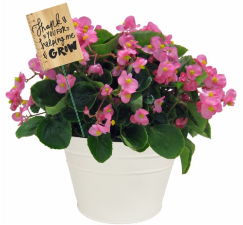 End of School! Fresh Live Begonia Plant Perspective: front
