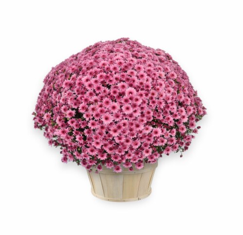 Soft Purple Garden Mum with Basket Perspective: front