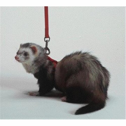Marshall Pet Products Harness lead Set Royal Blue 48 Inch FP 094 1 Dillons Food Stores