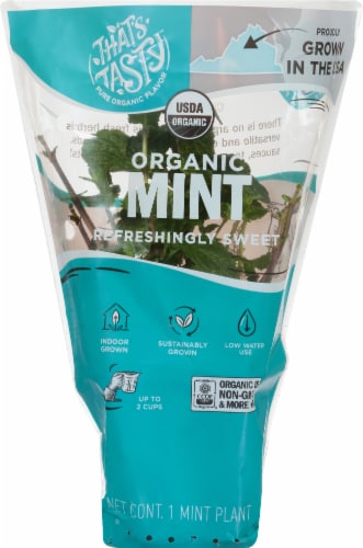 That’s Tasty Organic Mint Plant
