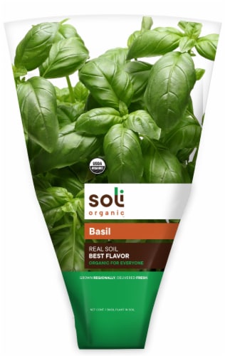 Order Herbs Living Basil Pot Organic