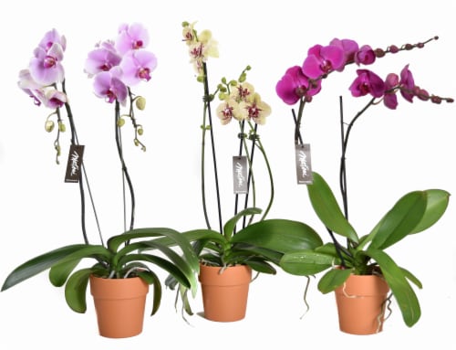 Assorted Phalaenopsis in Clay Perspective: front