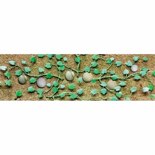 Cantaloupe Patch, Pack of 6 Perspective: front