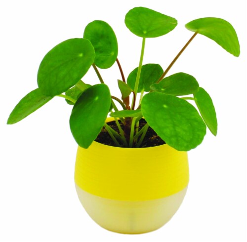 Mini Pilea - Assorted Perspective: front