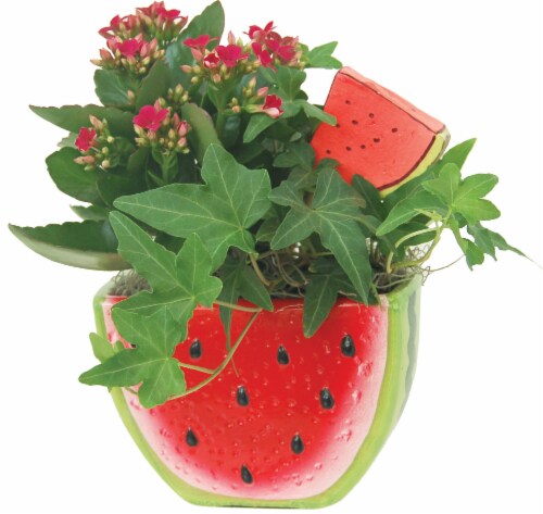 Flowering Garden Plant & Watermelon Pot Perspective: front