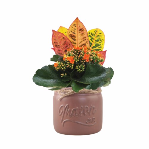 Chesnut Mason Jar Garden Potted Flowering Plant Perspective: front
