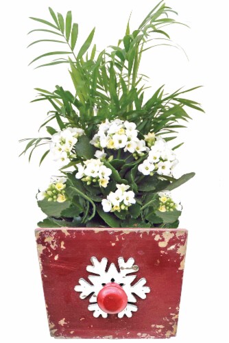 Bluster Garden Christmas Potted Plant Perspective: front