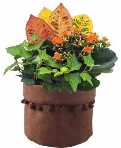 Terra Garden Large Potted Plant Perspective: front