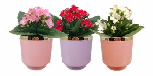 Paris Mini Potted Plant - Assorted Perspective: front