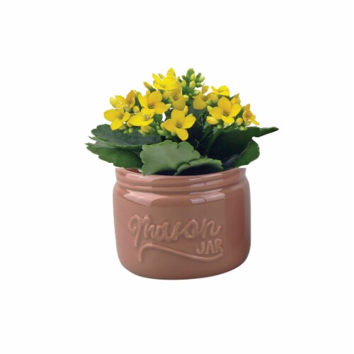 Mini Chesnut Mason Jar Flowering Potted Plant Perspective: front