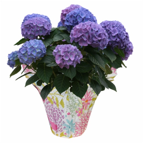 Purple Hydrangea Potted Plant Perspective: front