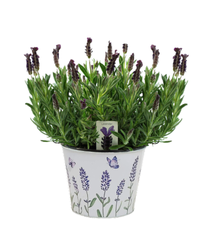 Lavender in Tin Pot Perspective: front