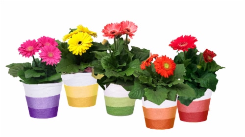 Gerbera Twine Perspective: front
