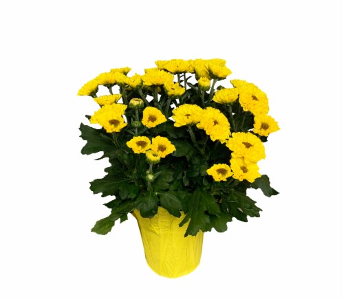 Vyron Mum Flowering Potted Plant Perspective: front