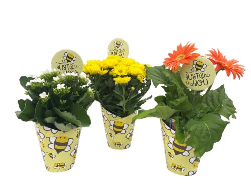 Assorted Blooming in Quicup Perspective: front