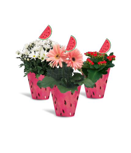 Blooming Watermelon Quicup Flowering Potted Plant - Assorted Perspective: front