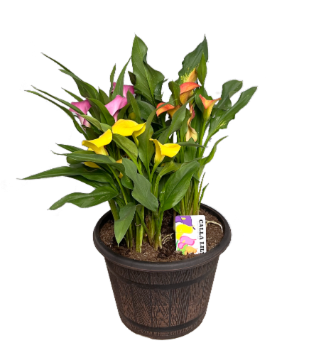 Tri-Color Calla Lily Flowering Potted Plant Perspective: front