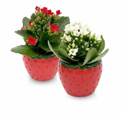 Strawberry Blooming Plant Perspective: front