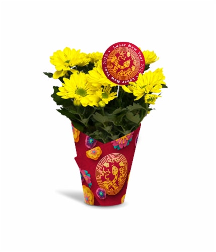 Lunar New Year Blooming Mum Potted Plant Perspective: front