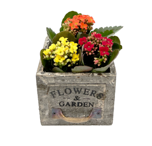 Blooming Mini Plants In Decorative Drawer Perspective: front