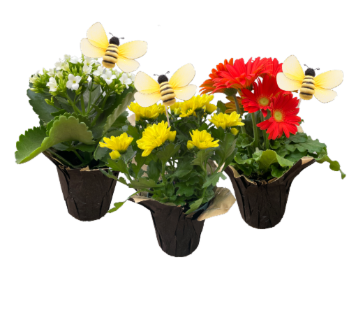 Seasonal Blooming with Bumblee Pick Flowering Potted Plant - Assorted Perspective: front