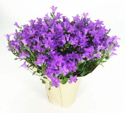 4 in Campanula Perspective: front