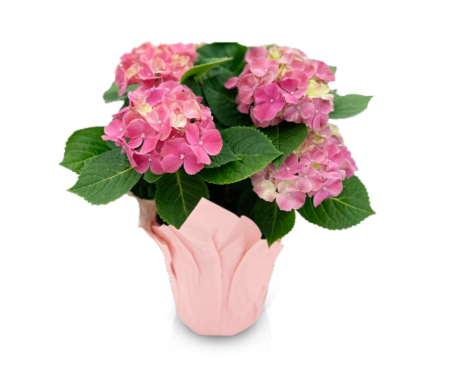 Potted Hydrangea Perspective: front