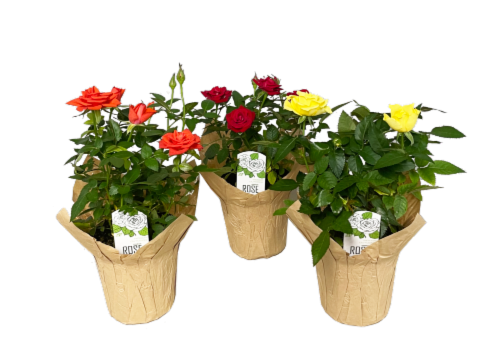 Everyday 4-Inch Mini Rose Perspective: front