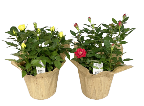 Everyday 6-Inch Mini Rose Perspective: front