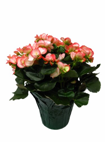 Flra Reiger Begonia Perspective: front