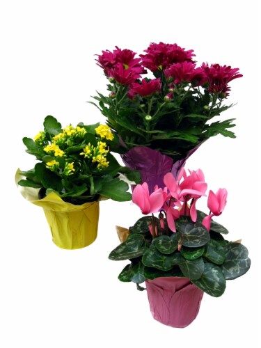 Assorted Blooming Flowering Plants Perspective: front
