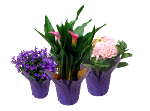 Assorted Premium Blooming Florals Perspective: front
