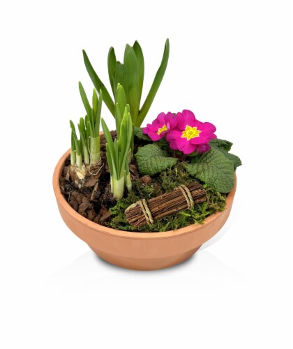 Clay Potted Bulb Garden Perspective: front