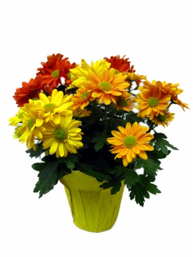 Bouquet Mum Perspective: front