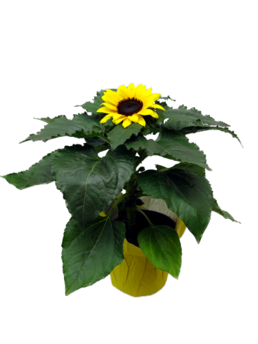 Sunflower Flowering Plant Perspective: front