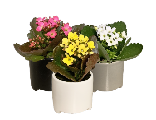 Kalanchoe Plants Perspective: front