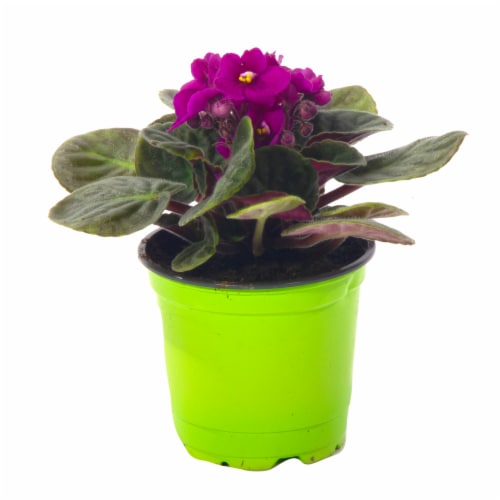 African Violet Perspective: front