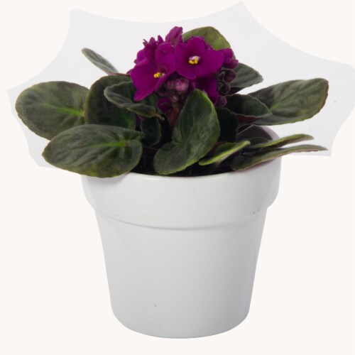 African Violet in Decorative Pot Perspective: front