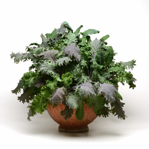 Potted Annual Plant Perspective: front