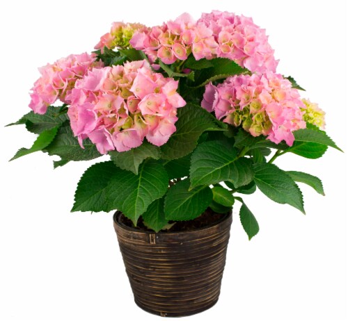 Hydrangea Flowering Potted Plant Perspective: front
