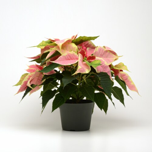 Poinsettia Pink Potted Plant Perspective: front