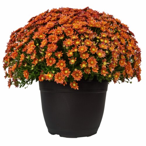 Mum Orange Perennial Perspective: front