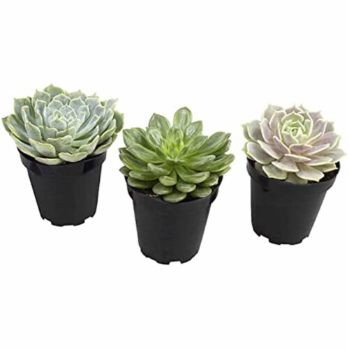 MultiPet 784369933086 Komodo Desert Succulent Plant - Yellow & Green - Pack of 3 Perspective: front