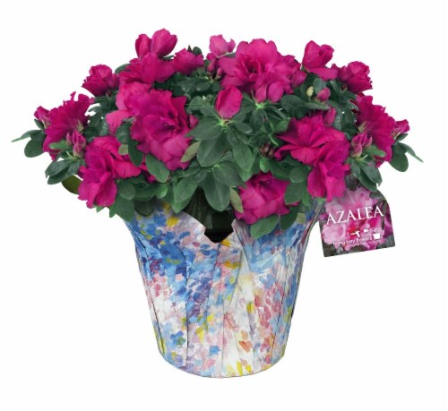 Azaleas Perspective: front