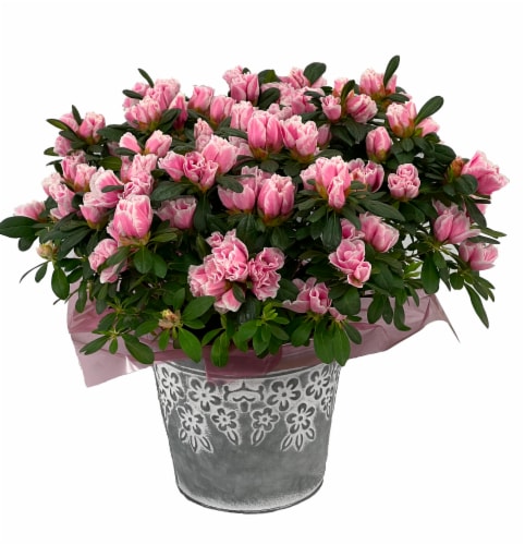 Spring Mother's Day Fresh Azalea Plant in 6 inch Pot Perspective: front