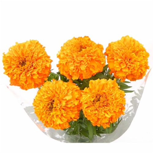 Fresh Cut Gold Marigolds Bouquet Perspective: front
