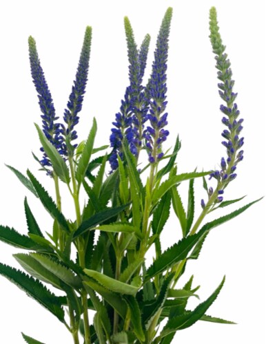 Veronica Floral Bunch Perspective: front