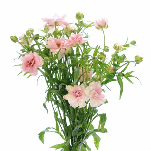 Ranunculus Butterfly Bunch Perspective: front